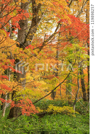 Autumn in Oze: Autumn leaves on the grass and in the forest: Numajiri - Shirasuna Pass - Miharashi 119898257