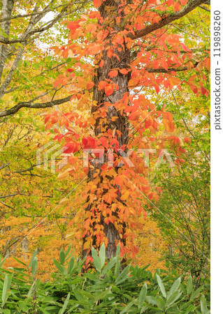 Autumn in Oze: Autumn leaves on the grass and in the forest: Numajiri - Shirasuna Pass - Miharashi Autumn in Oze: Autumn leaves on the grass and in the forest: Numajiri - Shirasuna Pass - Miharashi 119898260