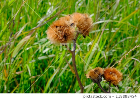 It is hard to imagine a flower growing from the ball-like shape of the seeds of the star anise plant. 119898454