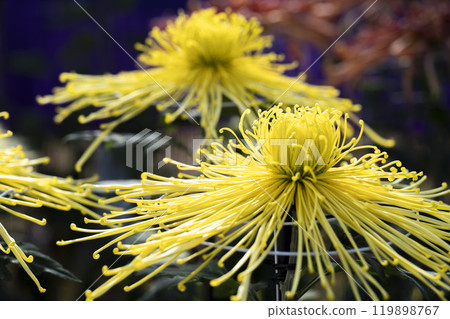 Autumn scenery: Chrysanthemum flowers in full bloom, Nanyo City, Yamagata Prefecture 119898767
