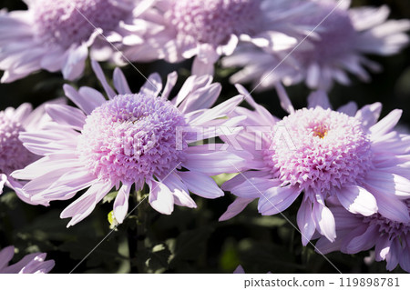Autumn scenery: Chrysanthemum flowers in full bloom, Nanyo City, Yamagata Prefecture 119898781