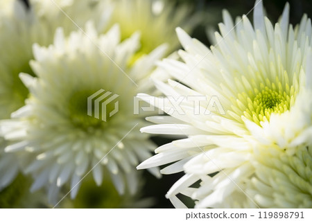 Autumn scenery: Chrysanthemum flowers in full bloom, Nanyo City, Yamagata Prefecture Autumn scenery: Chrysanthemum flowers in full bloom, Nanyo City, Yamagata Prefecture 119898791