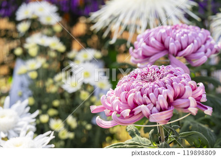 Autumn scenery: Chrysanthemum flowers in full bloom, Nanyo City, Yamagata Prefecture Autumn scenery: Chrysanthemum flowers in full bloom, Nanyo City, Yamagata Prefecture 119898809