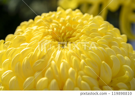 Autumn scenery: Chrysanthemum flowers in full bloom, Nanyo City, Yamagata Prefecture Autumn scenery: Chrysanthemum flowers in full bloom, Nanyo City, Yamagata Prefecture 119898810