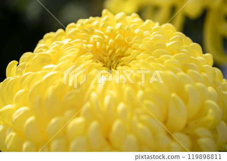 Autumn scenery: Chrysanthemum flowers in full bloom, Nanyo City, Yamagata Prefecture Autumn scenery: Chrysanthemum flowers in full bloom, Nanyo City, Yamagata Prefecture 119898811
