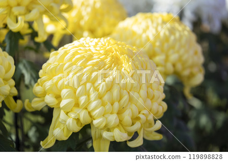 Autumn scenery: Chrysanthemum flowers in full bloom, Nanyo City, Yamagata Prefecture Autumn scenery: Chrysanthemum flowers in full bloom, Nanyo City, Yamagata Prefecture 119898828