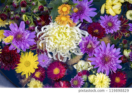 Autumn scenery: Chrysanthemum flowers in full bloom, Nanyo City, Yamagata Prefecture Autumn scenery: Chrysanthemum flowers in full bloom, Nanyo City, Yamagata Prefecture 119898829