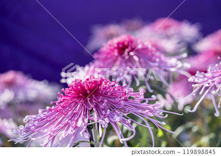 Autumn scenery: Chrysanthemum flowers in full bloom, Nanyo City, Yamagata Prefecture 119898845