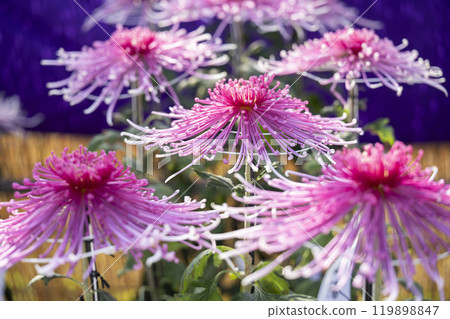 秋景:山形縣南陽市菊花盛開 秋景:山形縣南陽市菊花盛開 119898847