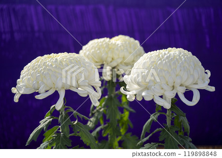 秋景：山形縣南陽市菊花盛開 119898848