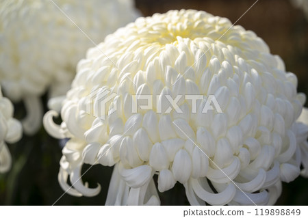 秋景:山形縣南陽市菊花盛開 秋景:山形縣南陽市菊花盛開 119898849