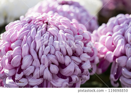 秋景：山形縣南陽市菊花盛開 119898850