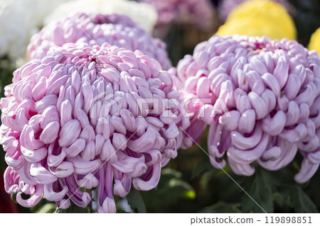 秋景:山形縣南陽市菊花盛開 秋景:山形縣南陽市菊花盛開 119898851
