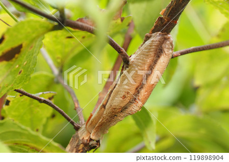 Mus mamushi的一個雞蛋 Mus mamushi的一個雞蛋 119898904