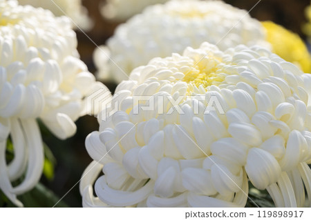 Autumn scenery: Chrysanthemum flowers in full bloom, Nanyo City, Yamagata Prefecture 119898917