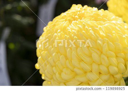 Autumn scenery: Chrysanthemum flowers in full bloom, Nanyo City, Yamagata Prefecture 119898925