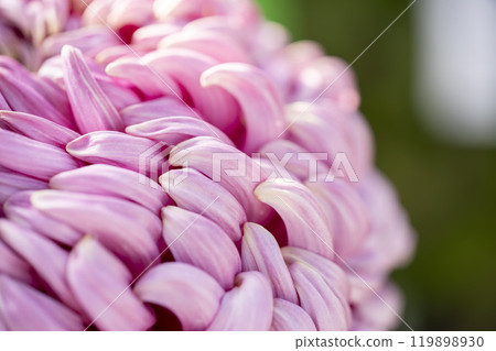 秋景:山形縣南陽市菊花盛開 秋景:山形縣南陽市菊花盛開 119898930