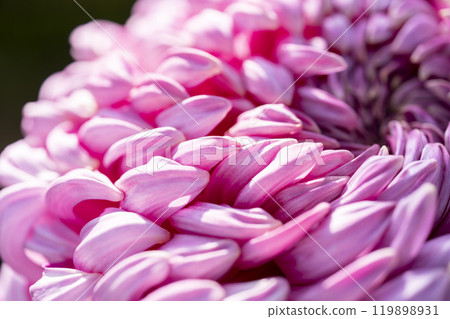 秋景：山形縣南陽市菊花盛開 119898931