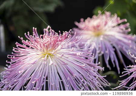 Autumn scenery: Chrysanthemum flowers in full bloom, Nanyo City, Yamagata Prefecture Autumn scenery: Chrysanthemum flowers in full bloom, Nanyo City, Yamagata Prefecture 119898936