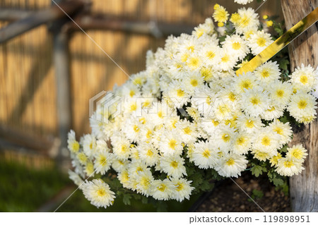 秋景:山形縣南陽市菊花盛開 秋景:山形縣南陽市菊花盛開 119898951
