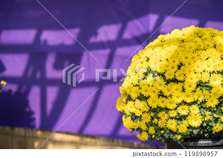 秋景:山形縣南陽市菊花盛開 秋景:山形縣南陽市菊花盛開 119898957