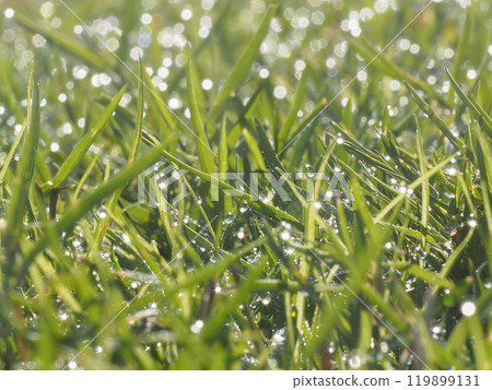 廣場草坪上晶瑩的晨露（陽光下的樹葉和水滴） 119899131