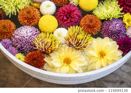 Vivid flower water basin (chrysanthemum water basin) Nanyo City, Yamagata Prefecture 119899136