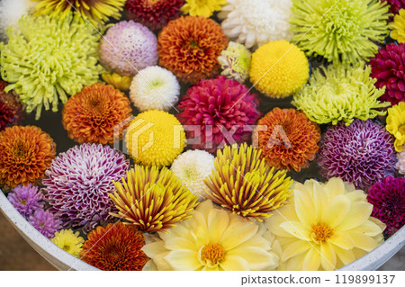 Vivid flower water basin (chrysanthemum water basin) Nanyo City, Yamagata Prefecture 119899137