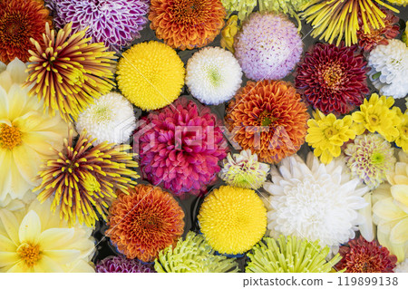 活力花手水(菊花手水) 山形縣南陽市 活力花手水(菊花手水) 山形縣南陽市 119899138