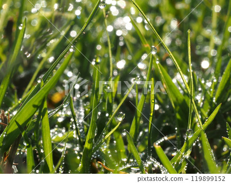 Weeds and sparkles in the park (leaves bathed in sunlight and morning dew) 119899152