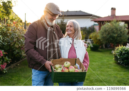 Portrait of beautiful senior couple outdoors in an autumn garden, holding crate full of freshly picked apples. 119899366