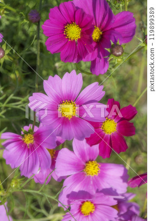 Dark pink cosmos flowers blooming in autumn flower bed 119899389
