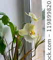 Yellow orchid flower close up. Flowering of a house orchid selective focus. Blossom houseplant phalaenopsis orchid. Fuller sunset color. Botanical background. High quality photo. 119899820