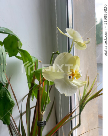 Yellow orchid flower close up. Flowering of a house orchid selective focus. Blossom houseplant phalaenopsis orchid. Fuller sunset color. Botanical background. High quality photo. Yellow orchid flower close up. Flowering of a house orchid selective focus. Blossom houseplant phalaenopsis orchid. Fuller sunset color. Botanical background. High quality photo. 119899820