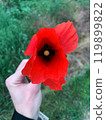 Red poppy flower close up. Flowering of a field poppy selective focus. Blossom wild plants. Remembrance day. Botanical background. High quality photo. 119899822