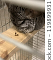 Chinchilla eats. Grey rodent plays with eat. Domestic pet eating. High quality photo. 119899931