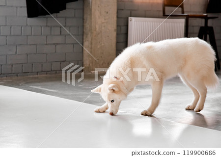 Curious White Husky Sniffing Studio Floor Curious White Husky Sniffing Studio Floor 119900686