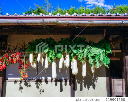 Dried vegetables hanging under a sunny eaves (Setagaya, Tokyo) 119901368
