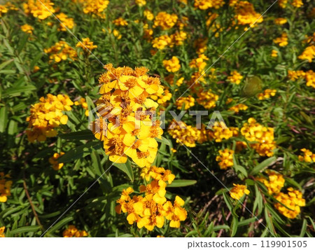 Asteraceae perennial "Mint Marigold (Winter Tarragon)" 119901505