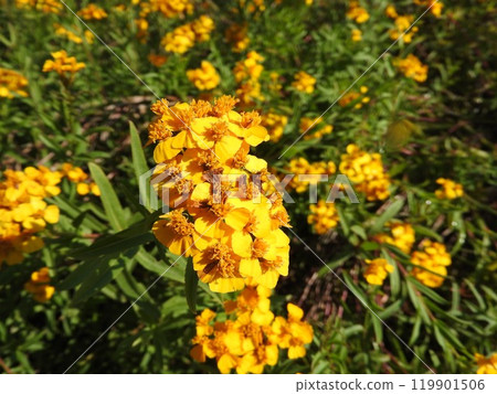 Asteraceae perennial "Mint Marigold (Winter Tarragon)" Asteraceae perennial "Mint Marigold (Winter Tarragon)" 119901506