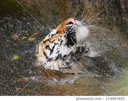 東北虎即將被淹死 119901685