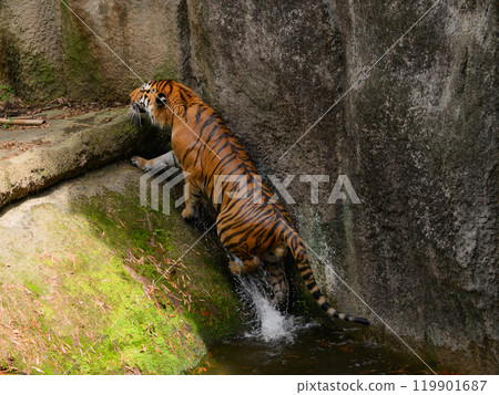 A soaked Amur tiger climbing a moat A soaked Amur tiger climbing a moat 119901687