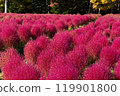 Kochia, Autumn leaves, Fall 119901800