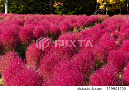 Kochia, Autumn leaves, Fall 119901800