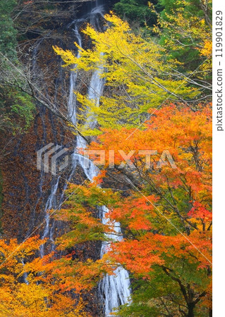 Jokoji Falls in autumn (Takachiho Town, Miyazaki Prefecture, vertical composition) 119901829