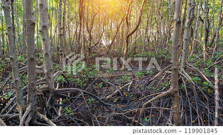 close-up view of a mangrove forest with exposed roots, green leaves, of Laem Sadet Beach Chanthaburi Province, Thailand 119901845