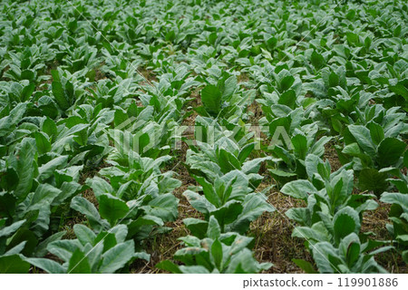 Planting a row of tobacco plants in a farmer's field. Planting a row of tobacco plants in a farmer's field. 119901886