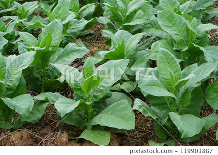 Planting a row of tobacco plants in a farmer's field. 119901887