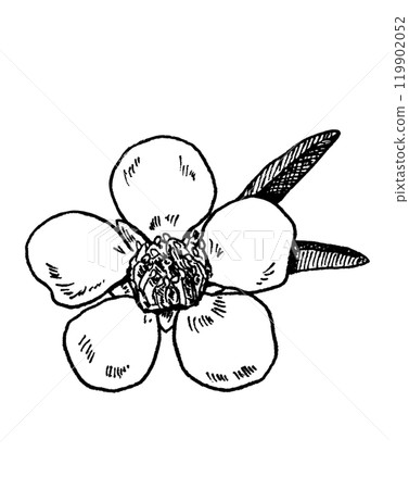 麥盧卡花的線條畫 麥盧卡花的線條畫 119902052