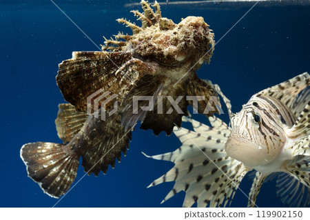 Lionfish, Onikoze, Scorpionfish, Lionfish, Swimming scorpionfish, Poisonous fish, Tiger fish, Tiger fish, Free soft rays Lionfish, Onikoze, Scorpionfish, Lionfish, Swimming scorpionfish, Poisonous fish, Tiger fish, Tiger fish, Free soft rays 119902150